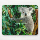 Suche nach niedlicher koala mousepads Australien