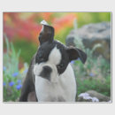 Suche nach boston terrier geschenkpapier Bulldogge