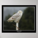 Suche nach schnee eulen poster Natur
