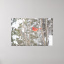 Suche nach kardinal leinwandbilder Vogelvogel