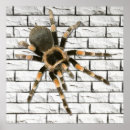 Suche nach spinne poster Orange