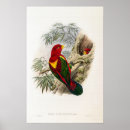 Suche nach lory Vogelvogel