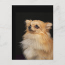 Suche nach schwarze spitze postkarten Hund