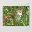 Suche nach katze mit grünen augen postkarten Jede person