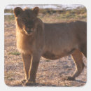 Suche nach löwe foto aufkleber Löwen