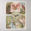 Suche nach vintage flamingo poster Vogel