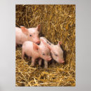 Suche nach niedliches ferkel poster Tiere