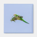 Suche nach parakeet magnete Tierwelt