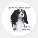 Suche nach kavalier Cavalier king charles spaniel