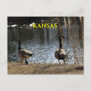Suche nach kanadische gänse postkarten Tierwelt