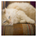 Suche nach hauskatzen fliesen Betrachten der kamera