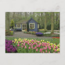 Suche nach keukenhof gärten postkarten Blume