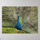 Suche nach schöner pfau poster Federn