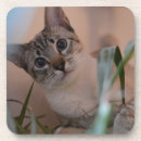 Suche nach keine katzen untersetzer Fotografie