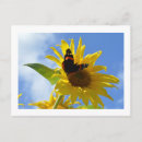 Suche nach roter admiral Schmetterling