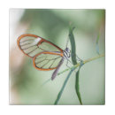 Suche nach tropische schmetterlinge fliesen Natur