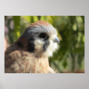 Suche nach rapp poster Vogel
