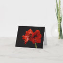 Suche nach amaryllis karten Red