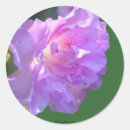Suche nach rosa azalee aufkleber Blume