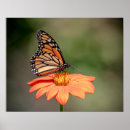 Suche nach orange schmetterling poster Blume