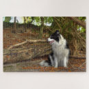 Suche nach border collie puzzle Tiere