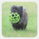 Suche nach cairn terrier aufkleber Haustier