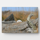 Suche nach eulen fotoplatten Schneeeule