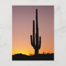Suche nach saguaro postkarten Fotografie