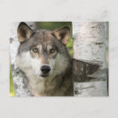 Suche nach wildlife postkarten Minnesota