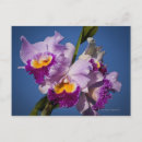 Suche nach cattleya postkarten Natur