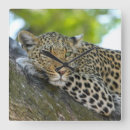 Suche nach leoparden wanduhren Natur