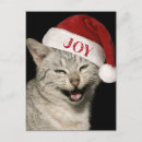 Suche nach lustiges katzen foto postkarten Weihnachten