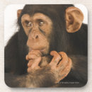 Suche nach studioschuß untersetzer Ein tier