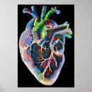 Suche nach organ anatomie poster Organe