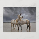 Suche nach hengste postkarten Camargue