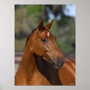 Suche nach headshot poster Horse