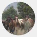 Suche nach wild mustang aufkleber Foto