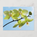 Suche nach orchideen postkarten Fotografie