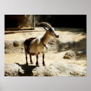 Suche nach goat poster Farm