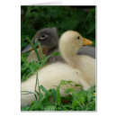 Suche nach gelbe ente karten Entlein