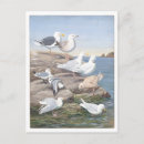Suche nach möwe postkarten Illustration