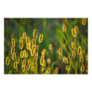 Suche nach gras pflanze poster Wiese