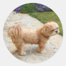 Suche nach lhasa apso aufkleber Hund