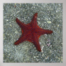Suche nach galapagos poster Strand