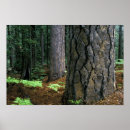 Suche nach northern california poster North america