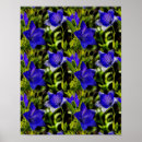 Suche nach blaue blume poster Blumenreich