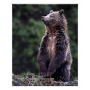Suche nach grizzlybär poster Wild lebende tiere