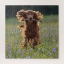 Suche nach irish setter puzzle Jede person
