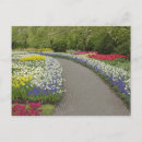 Suche nach keukenhof postkarten Polland