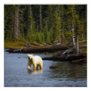 Suche nach spirit bear poster Geist